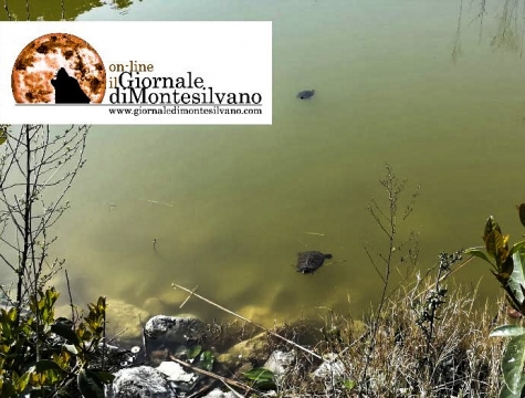 le trtarughe del parco