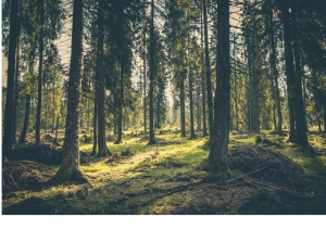 La politica abruzzese ha abbandonato i boschi?