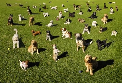 Montesilvano, mobility dog al Parco del centro: “Una Domenica a 4 zampe!”