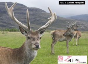 Fantastica foto di Luciano Pellegrini