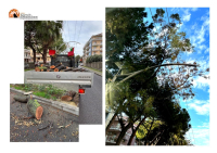 Pescara/Strada Parco. Pettinari: "Stanno continuando a tagliare alberi".