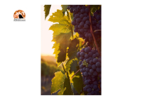 Tagli all’agricoltura abruzzese, Radica (Città del Vino): “Insostenibili e penalizzanti”