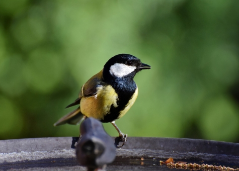 COGECSTRE, 40 anni di ambiente a Penne.