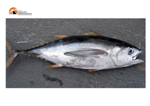 Roseto, fermato gommone: occultava specie protetta di tonno rosso.