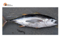 Roseto, fermato gommone: occultava specie protetta di tonno rosso.