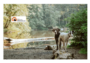 Strage di cani da tartufo tra Abruzzo e Molise. "Atto di barbaria" che va punito"