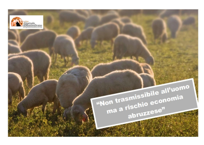 Abruzzo/Allerta sanitaria Blue tongue, la febbre catarrale degli ovini