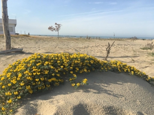 Montesilvano. Le opposizioni chiedono al Sindaco "azioni concrete post covid"