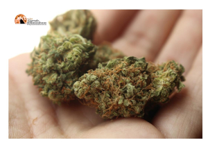 Indagine antidroga: sequestrati 20 kg di marijuana