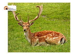 Fauna selvatica: TAR Abruzzo respinge il ricorso delle associazioni ambientaliste