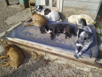 i cani al sole al dog village