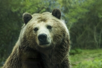 Abruzzo. Muoiono mamma orsa e due cuccioli. "Nessuno può dirsi innocente"