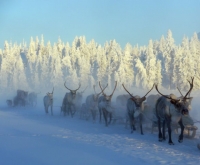 Russia. 54 mani mozzate ritrovate nella neve.