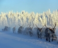 Russia. 54 mani mozzate ritrovate nella neve.
