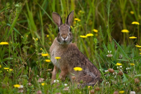 "Peste delle lepri", è allerta nell'Unione europea. Trasmissione e sintomi