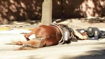 Texas, il suo cavallo ferito, poliziotto gli resta accanto fino alla morte