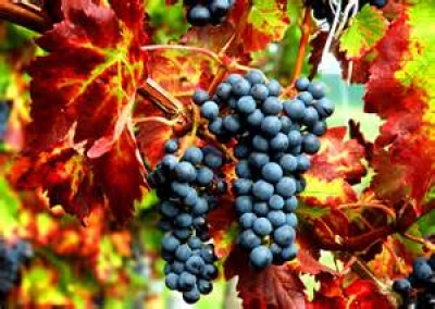 Mosto d’Oro. Due giorni dedicati alla tradizione della vendemmia