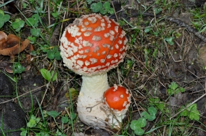 Mostra di funghi a Rocca di Mezzo