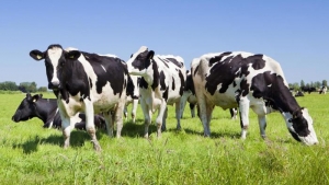 Mucca pazza: scoperto un caso sospetto in Francia