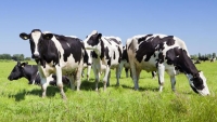 Mucca pazza: scoperto un caso sospetto in Francia