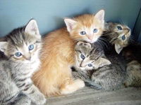 Colonie feline: omissioni e abusi di comuni e Asl