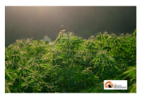 Sulmona/marijuana, individuato laboratorio con sofisticate attrezzature. Arrestato coltivatore