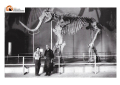L'Aquila/Mammut, donate 23 foto originali scattate nel momento della scoperta a Scoppito nel '54.