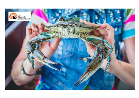 Dl Fisco è legge, + soldi a partiti, granchio blu, tasse a rate, omnibus con misure non prettamente fiscali