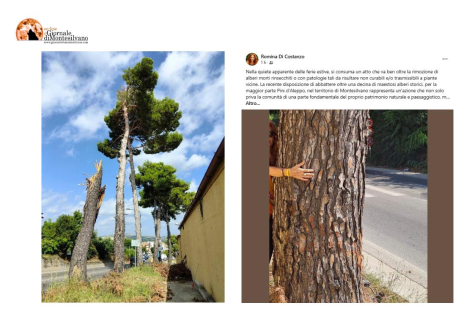 i pini in procinto di essere tagliati