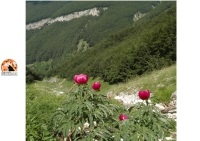 La Flora del Parco Nazionale della Majella, strumento di tutela della biodiversità