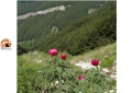 La Flora del Parco Nazionale della Majella, strumento di tutela della biodiversità