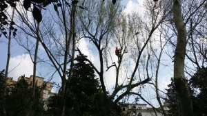 arrampicata sull'olmo per tagliare e riqualificare