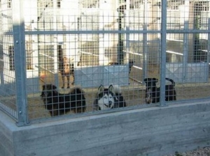 Canile di Roma Muratella