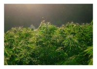 Casalincontrada, scoperta piccola coltivazione domestica di marijuana.