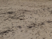 I legnetti che in questi giorni si trovano sulla spiagia della costa locale in una foto di questa mattina