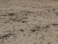I legnetti che in questi giorni si trovano sulla spiagia della costa locale in una foto di questa mattina