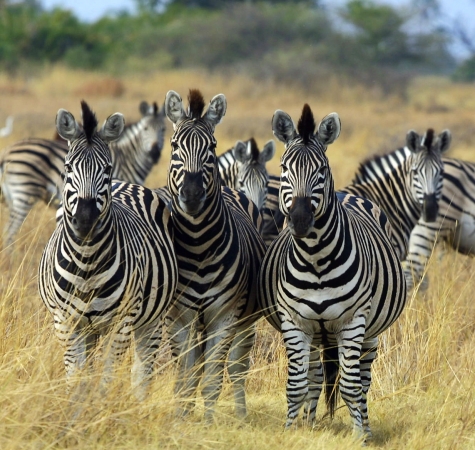 In Italia carne di Zebra per gustosi piatti ricchi