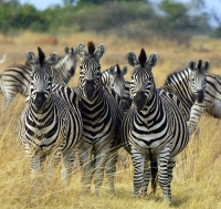 In Italia carne di Zebra per gustosi piatti ricchi