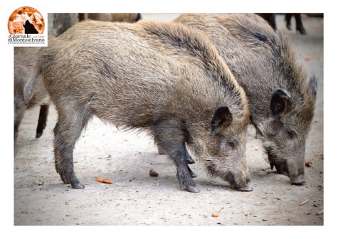 Abruzzo/Cinghiali. Agricoltori in rivolta all'emiciclo.