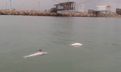 Pescara zona trabocchi, tratto in cui l'associazione Nuovo Saline denuncia bracconaggio marino