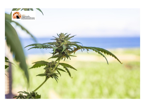 Guardia di Finanza: “campagna sorvoli” in Albania, distrutte 106.894 piante di cannabis