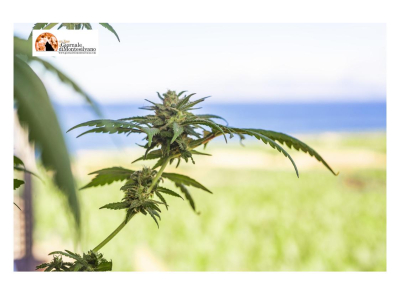 Guardia di Finanza: “campagna sorvoli” in Albania, distrutte 106.894 piante di cannabis