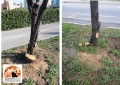 alberi su via Maresca