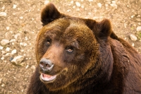 Abruzzo/Orso marsicano, Nuovo stop alla caccia.