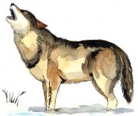 Il richiamo del Lupo. No alle alle uccisioni ‘di Stato’