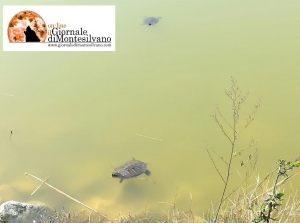 Montesilvano/Parco Libertà: il comune aiuterà le tartarughe del laghetto