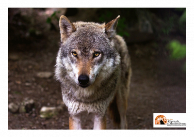 Orsi e Lupi. Non è escluso un via libera per abbattimento. Animalisti: i numeri sono surrettizi.