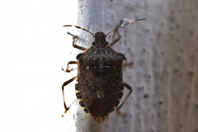 Fossacesia dice sì alla lotta alla cimice asiatica