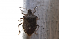 Fossacesia dice sì alla lotta alla cimice asiatica