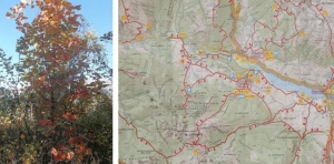 il fogliame autunnale